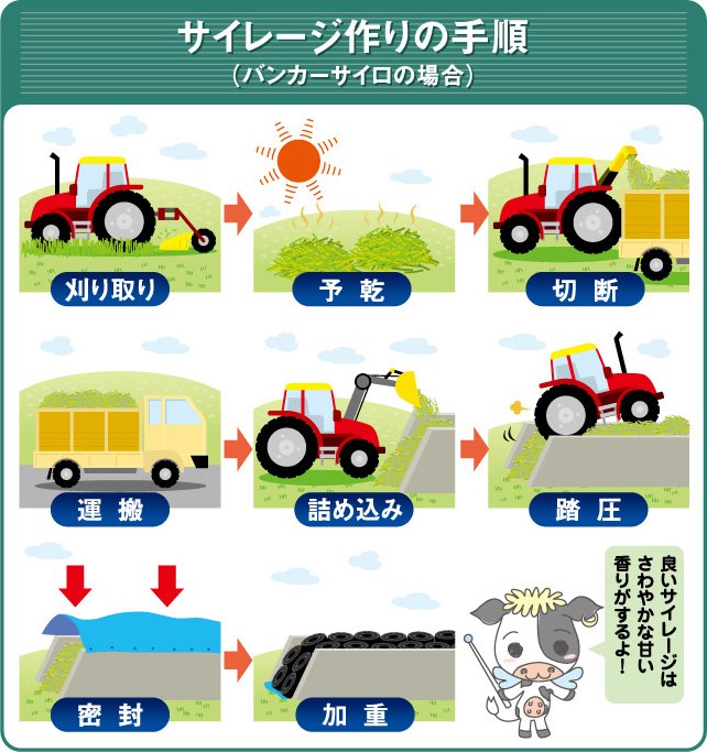 サイレージ作りの手順（バンカーサイロの場合）